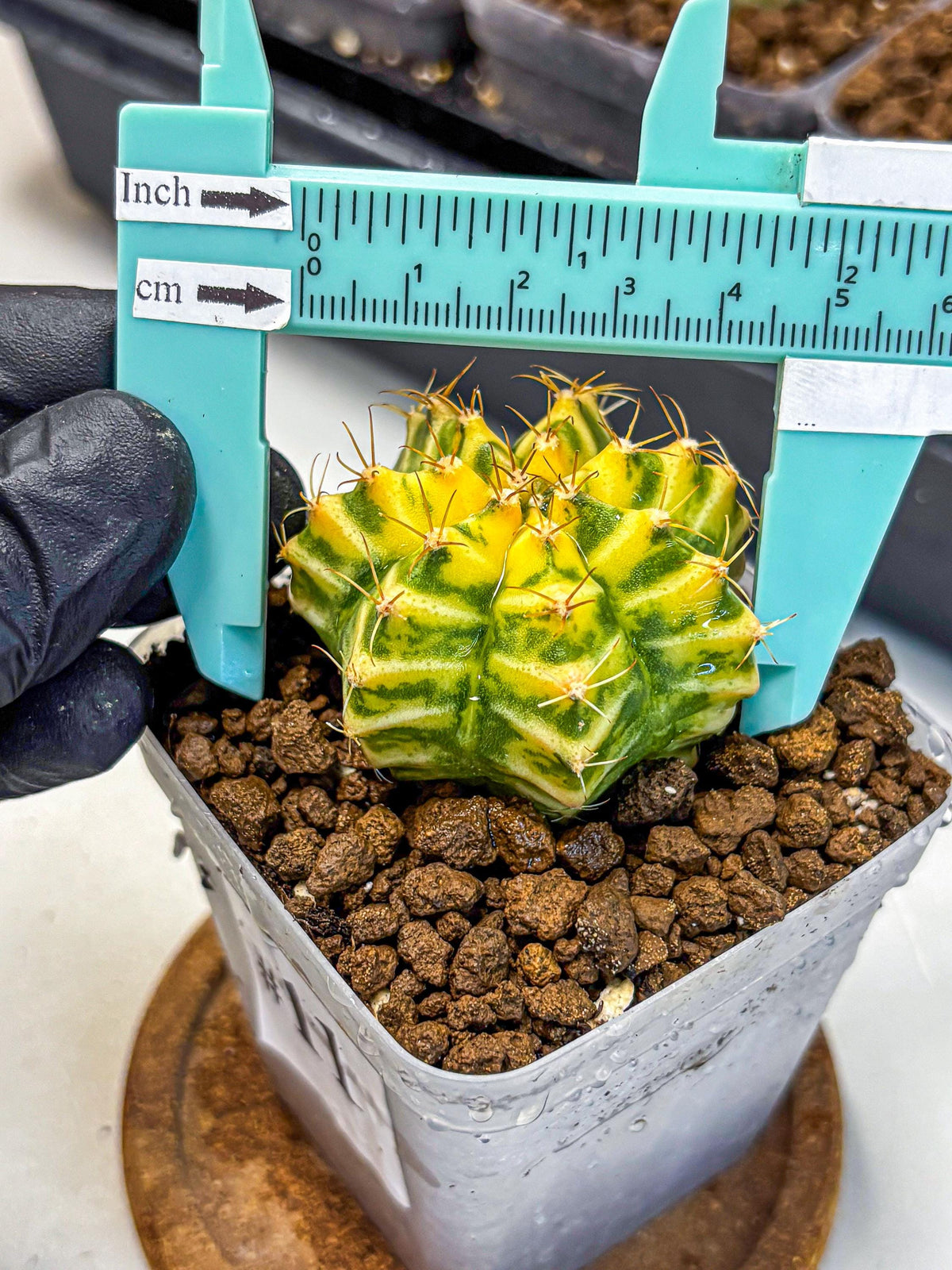 Gymnocalycium Morning Glory (gy23) (11) | Rare Hybrid cactus