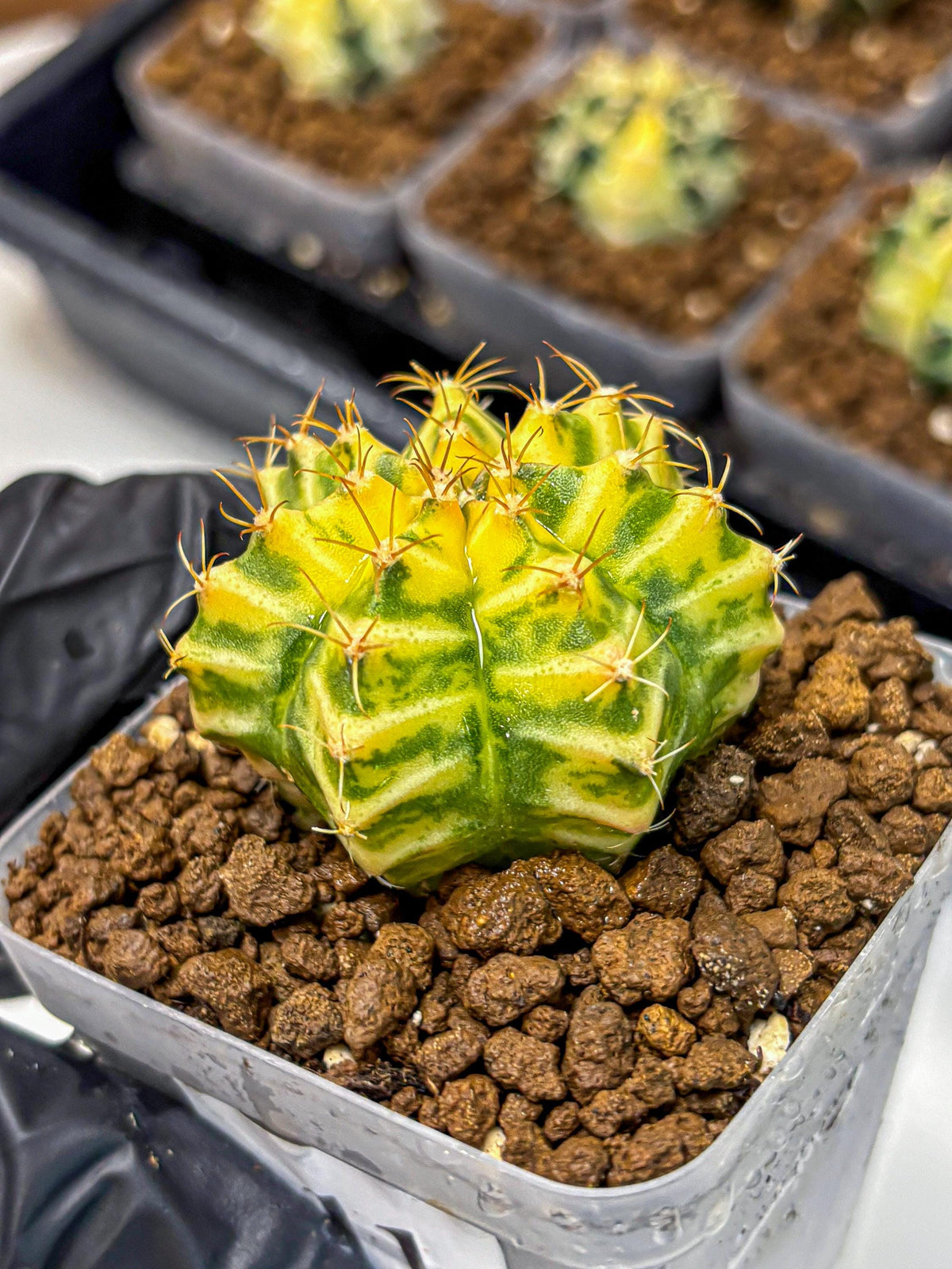 Gymnocalycium Morning Glory (gy23) (11) | Rare Hybrid cactus
