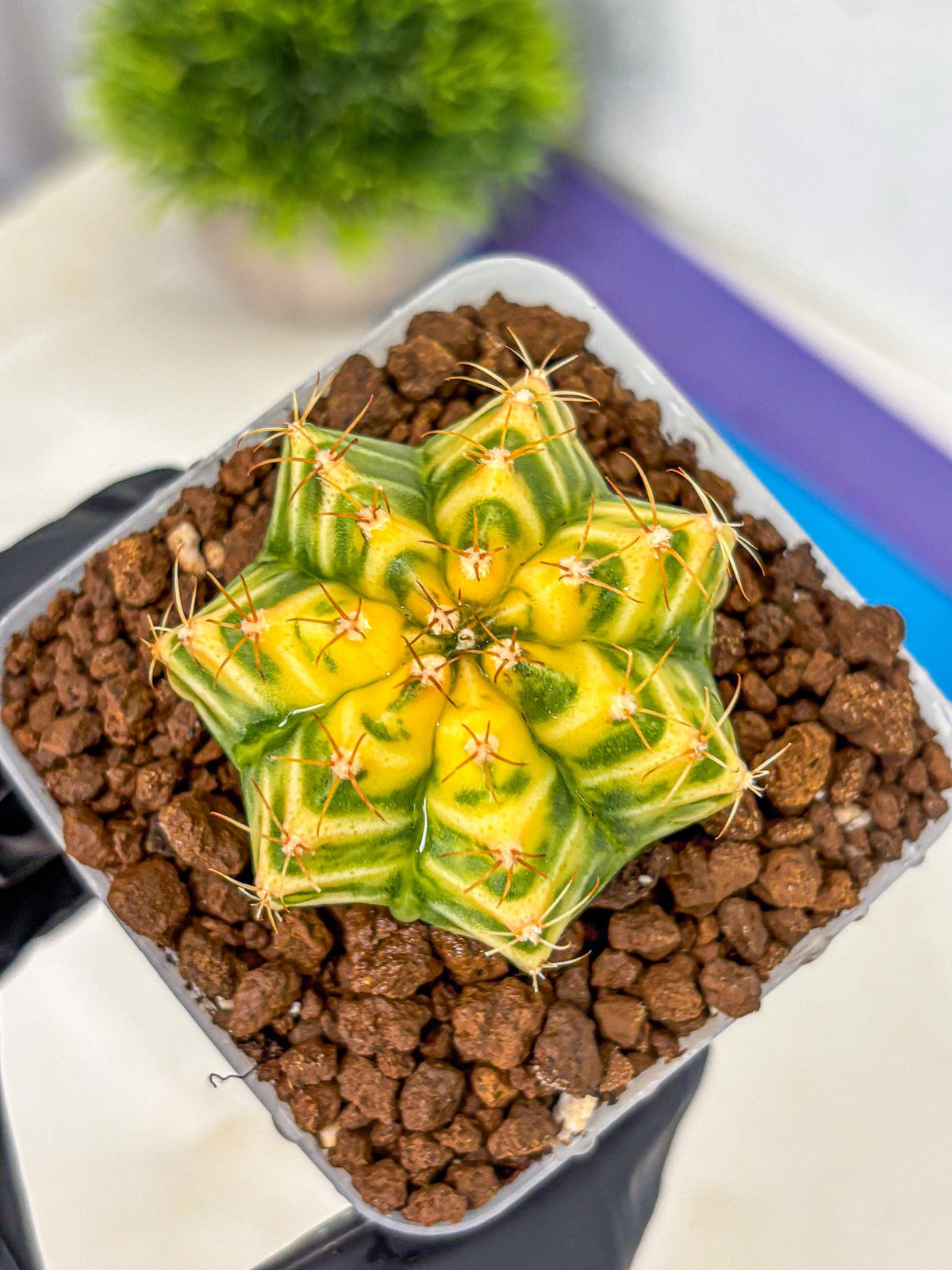Gymnocalycium Morning Glory (gy23) (11) | Rare Hybrid cactus