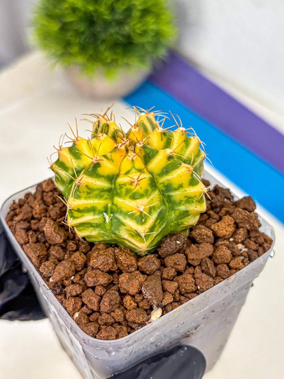 Gymnocalycium Morning Glory (gy23) (11) | Rare Hybrid cactus