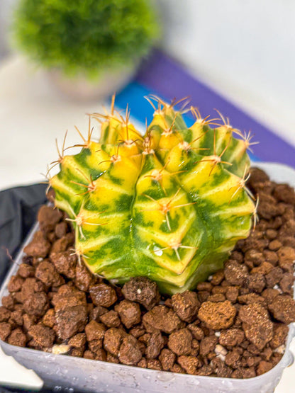 Gymnocalycium Morning Glory (gy23) (11) | Rare Hybrid cactus