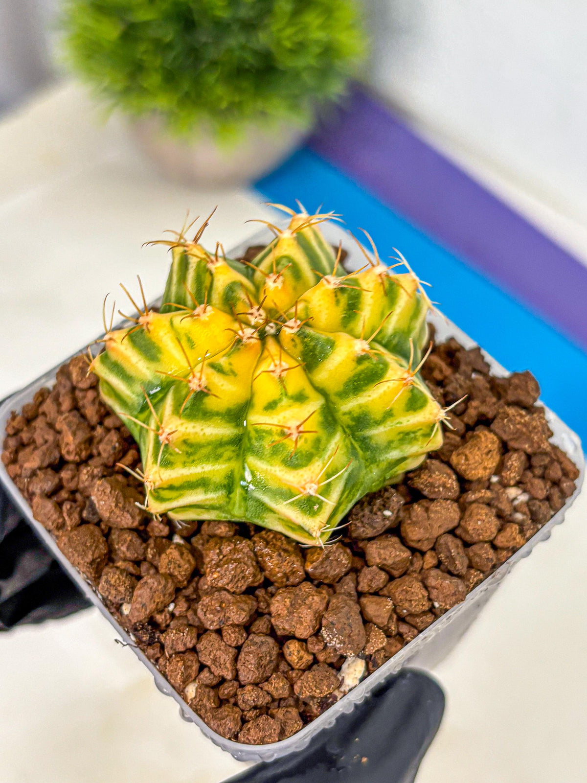 Gymnocalycium Morning Glory (gy23) (11) | Rare Hybrid cactus