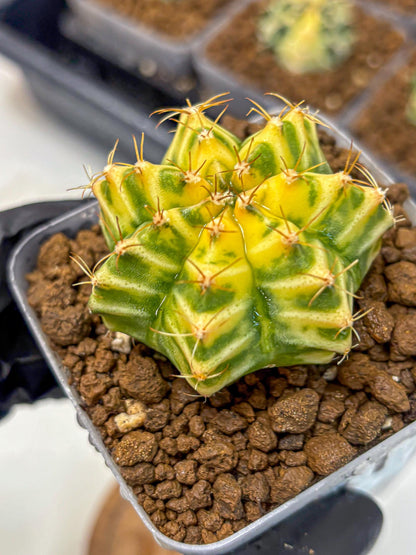 Gymnocalycium Morning Glory (gy23) (11) | Rare Hybrid cactus