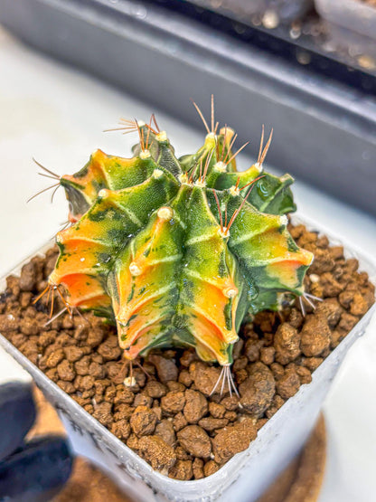 Gymnocalycium Fire Opal (gy23) (11) | Rare Hybrid cactus