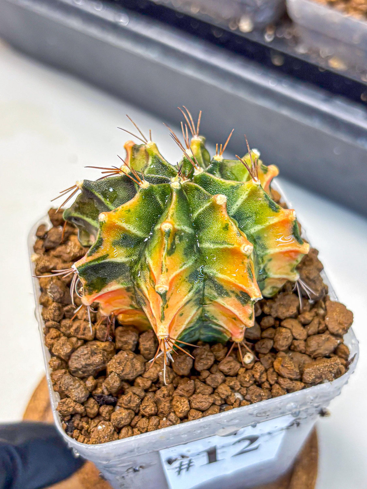 Gymnocalycium Fire Opal (gy23) (11) | Rare Hybrid cactus