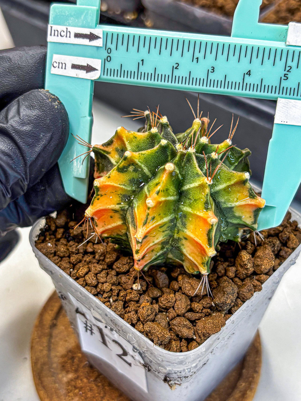 Gymnocalycium Fire Opal (gy23) (11) | Rare Hybrid cactus