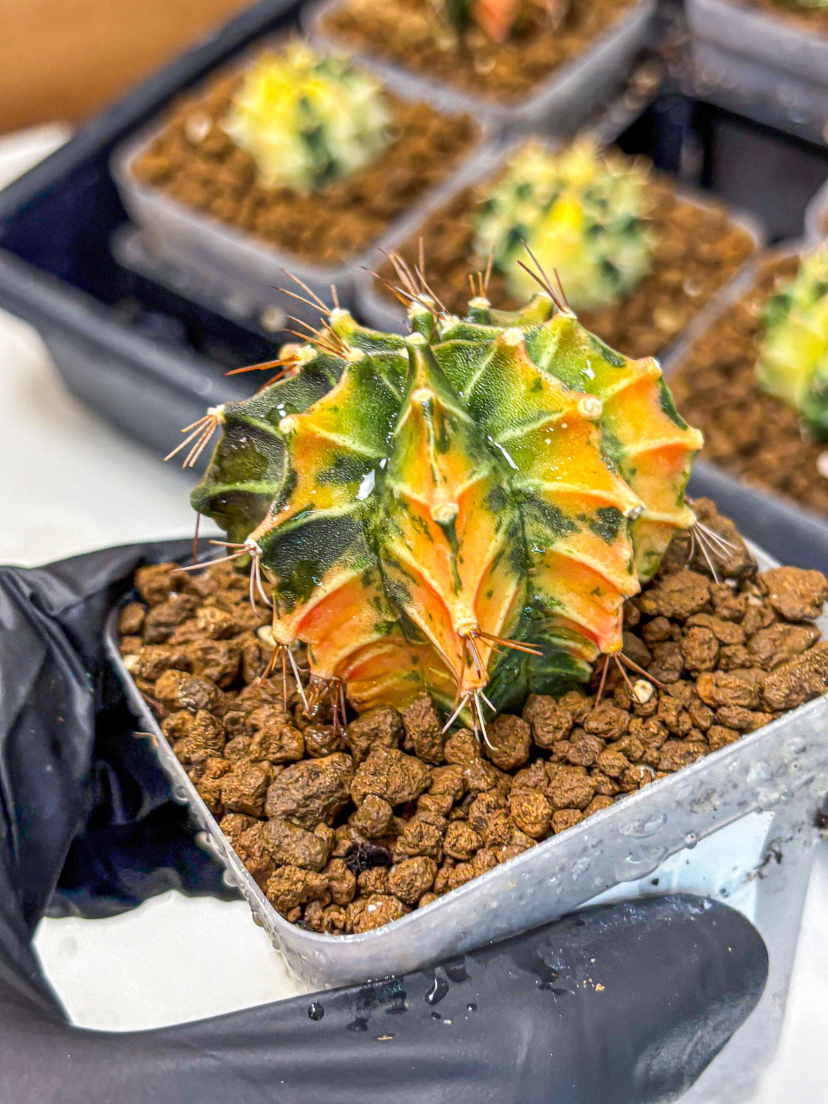 Gymnocalycium Fire Opal (gy23) (11) | Rare Hybrid cactus