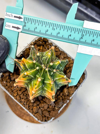 Gymnocalycium Fire Opal (gy23) (11) | Rare Hybrid cactus