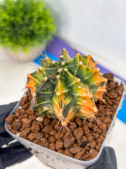 Gymnocalycium Fire Opal (gy23) (11) | Rare Hybrid cactus