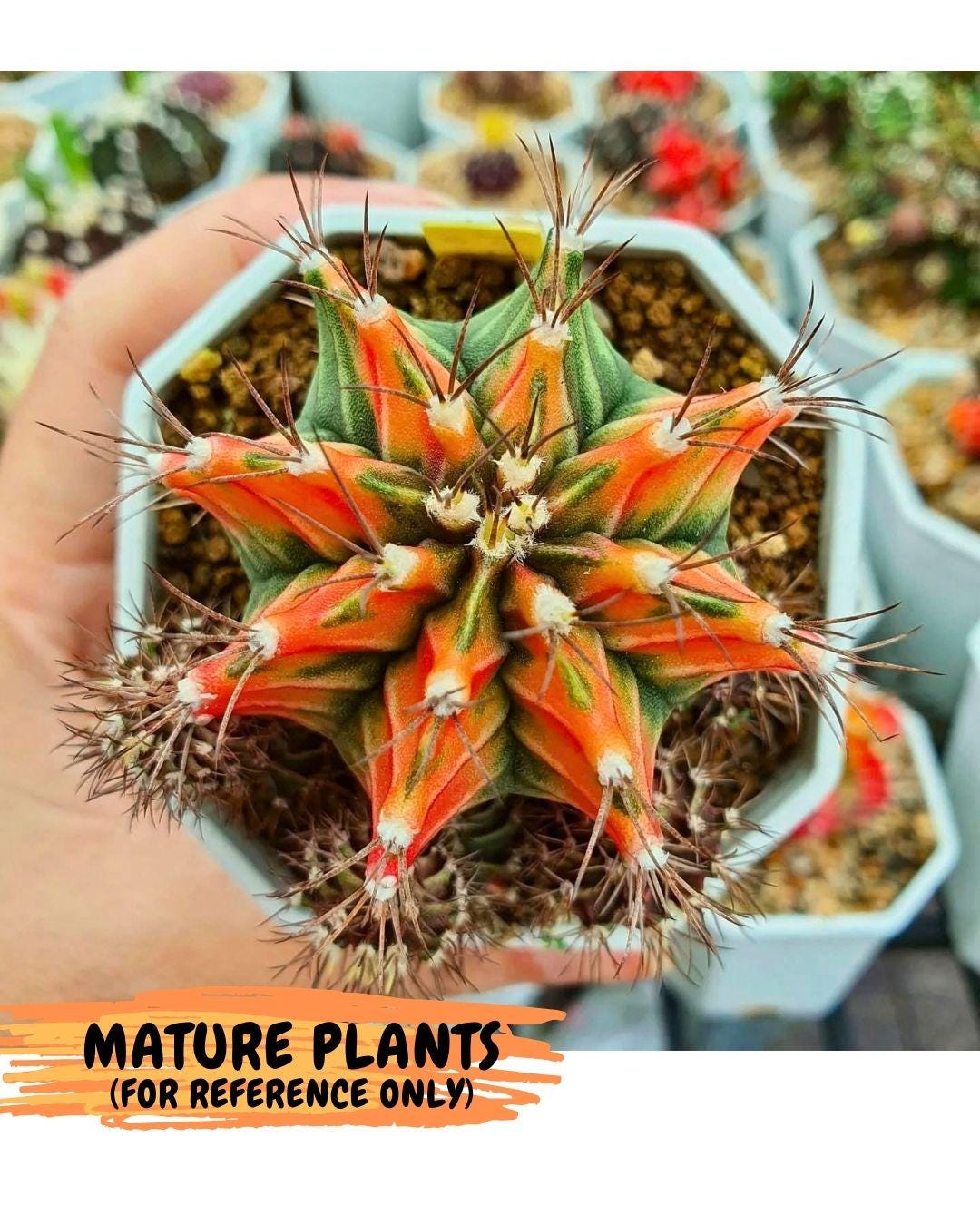 Gymnocalycium Fire Opal (gy23) (13) | Rare Hybrid cactus