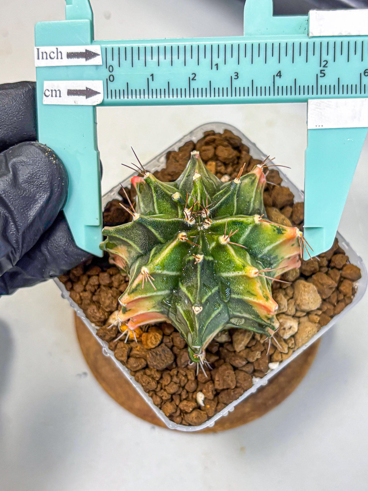 Gymnocalycium Fire Opal (gy23) (13) | Rare Hybrid cactus