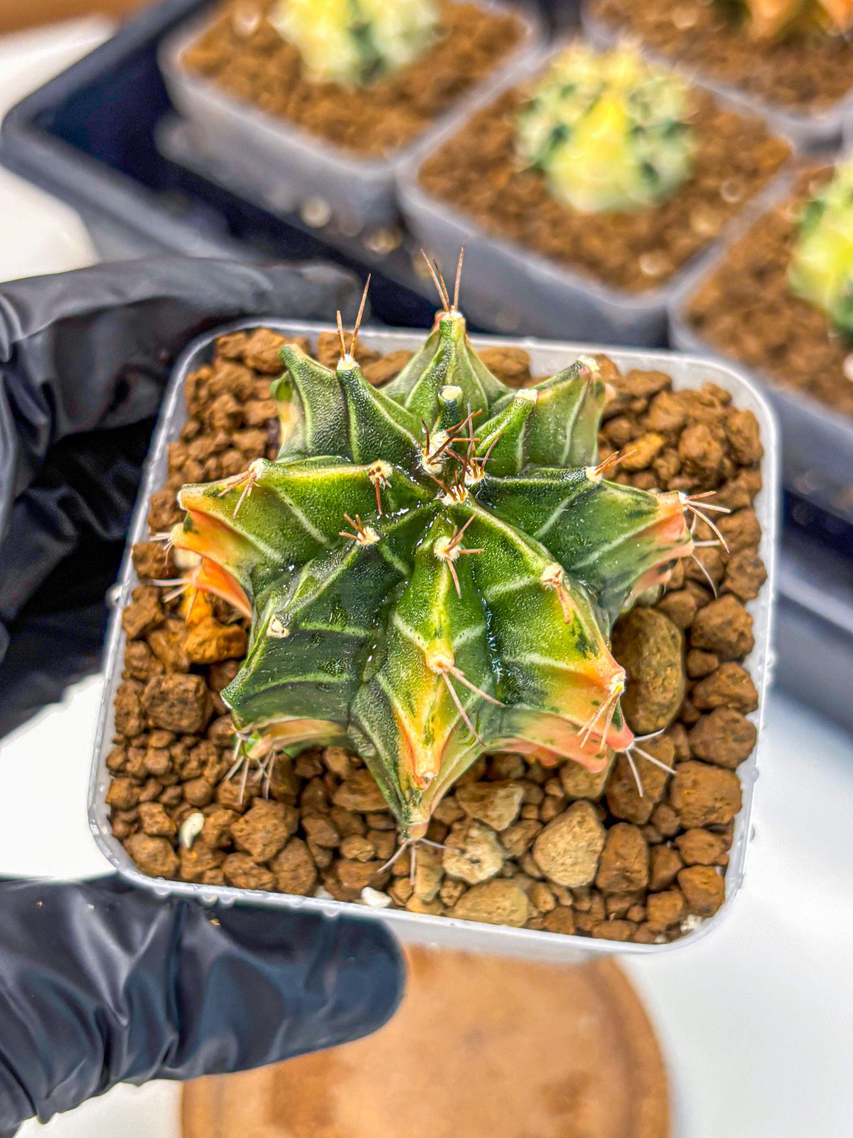 Gymnocalycium Fire Opal (gy23) (13) | Rare Hybrid cactus