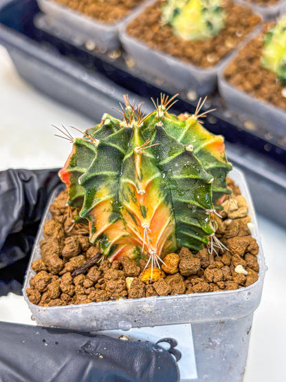 Gymnocalycium Fire Opal (gy23) (13) | Rare Hybrid cactus