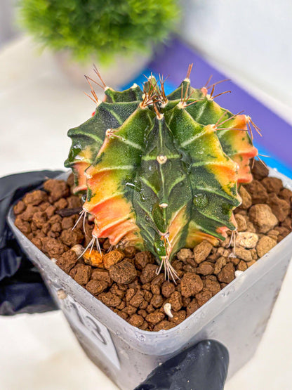 Gymnocalycium Fire Opal (gy23) (13) | Rare Hybrid cactus