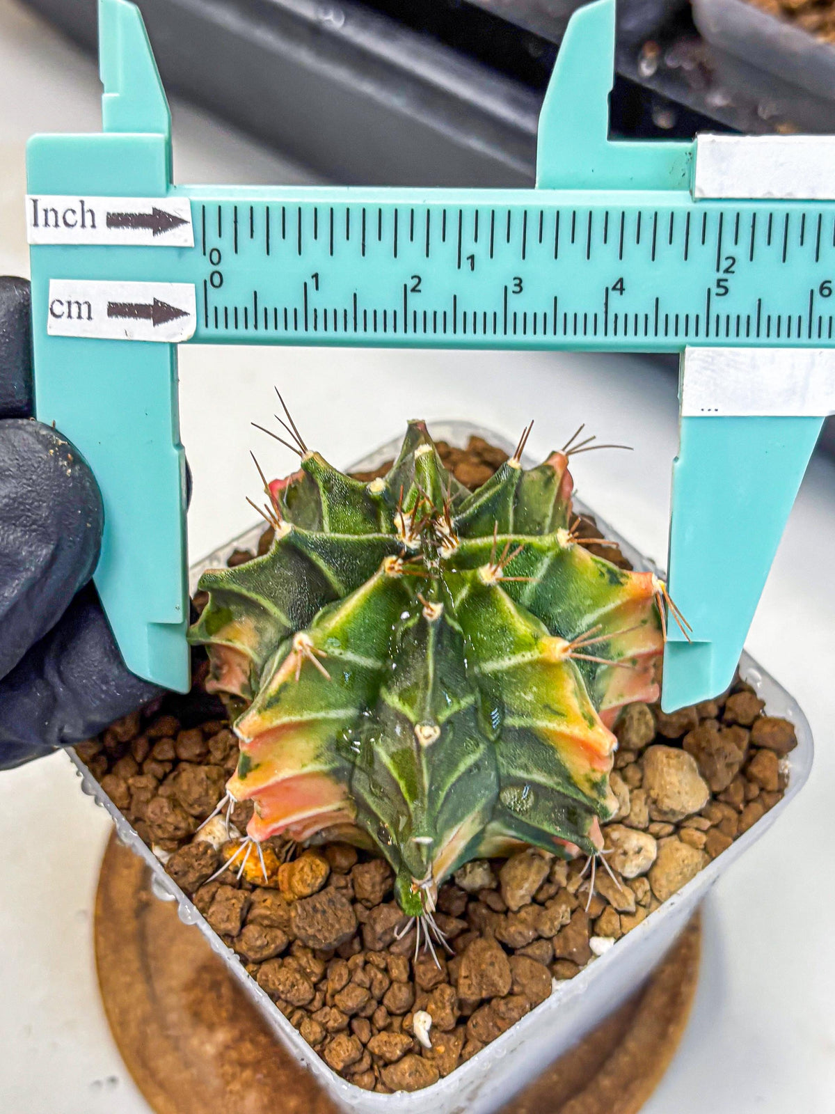 Gymnocalycium Fire Opal (gy23) (13) | Rare Hybrid cactus