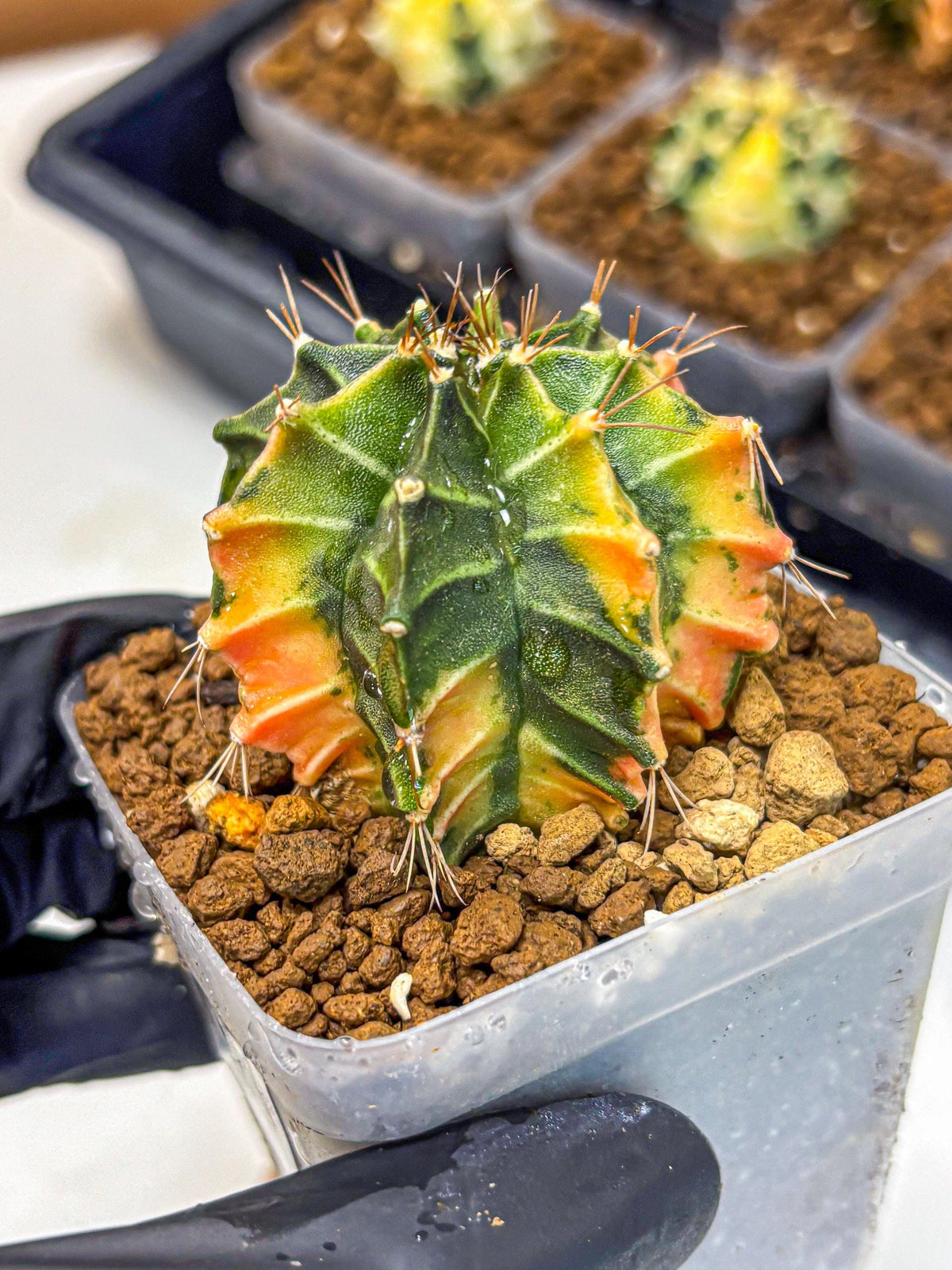 Gymnocalycium Fire Opal (gy23) (13) | Rare Hybrid cactus