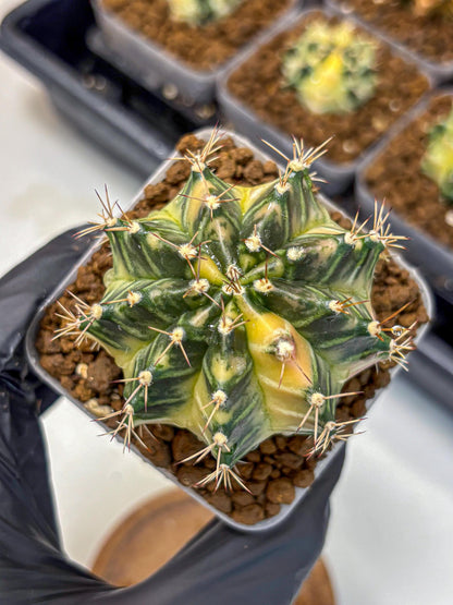 Gymnocalycium Dragon Egg (gy23) (14) | Hybrid