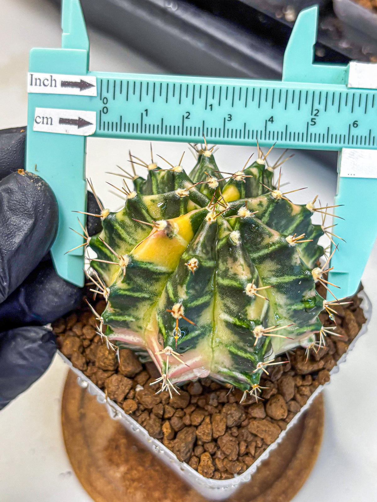 Gymnocalycium Dragon Egg (gy23) (14) | Hybrid