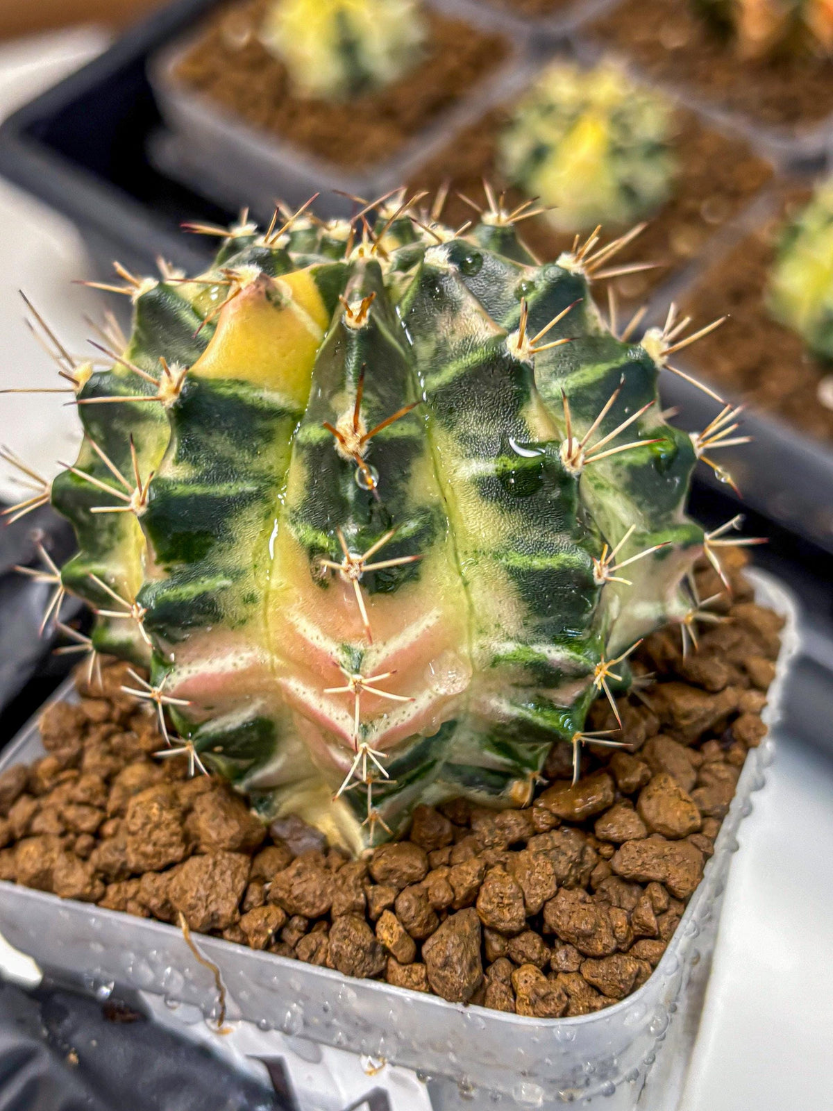 Gymnocalycium Dragon Egg (gy23) (14) | Hybrid