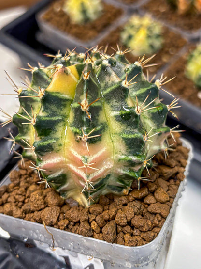 Gymnocalycium Dragon Egg (gy23) (14) | Hybrid