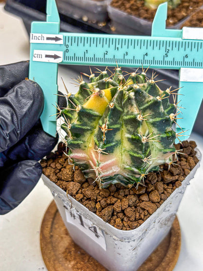 Gymnocalycium Dragon Egg (gy23) (14) | Hybrid