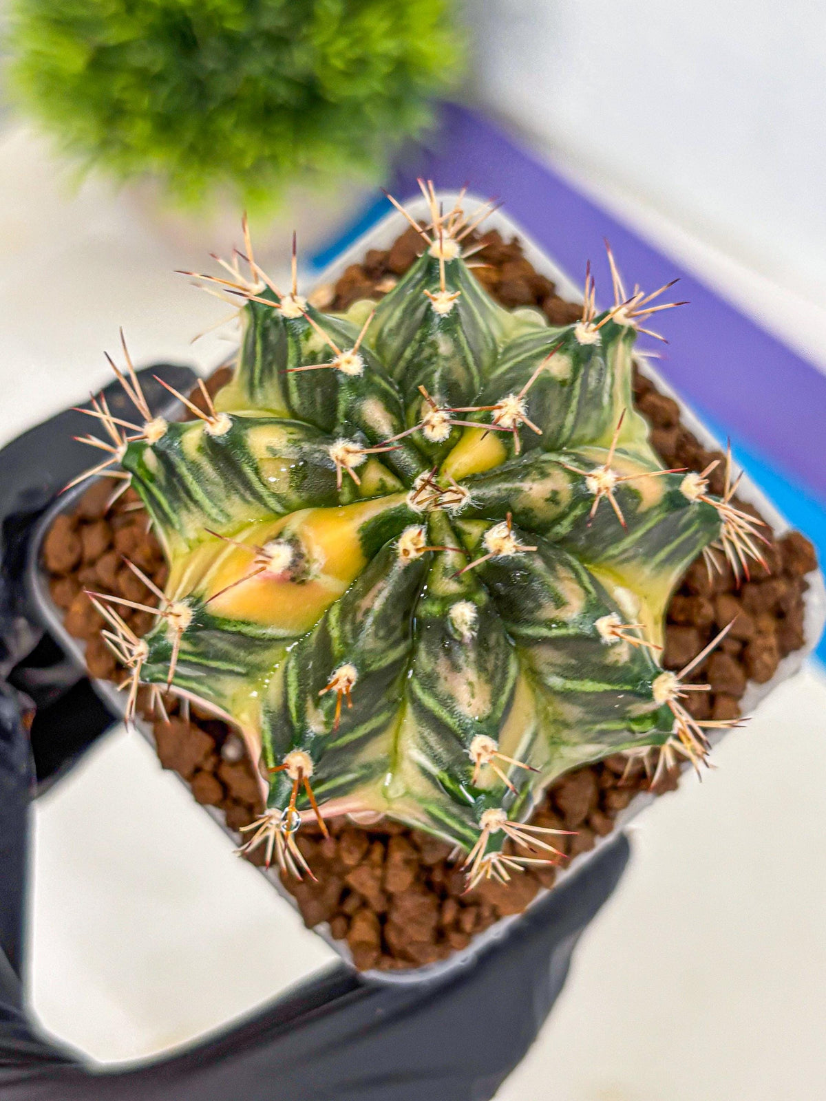 Gymnocalycium Dragon Egg (gy23) (14) | Hybrid