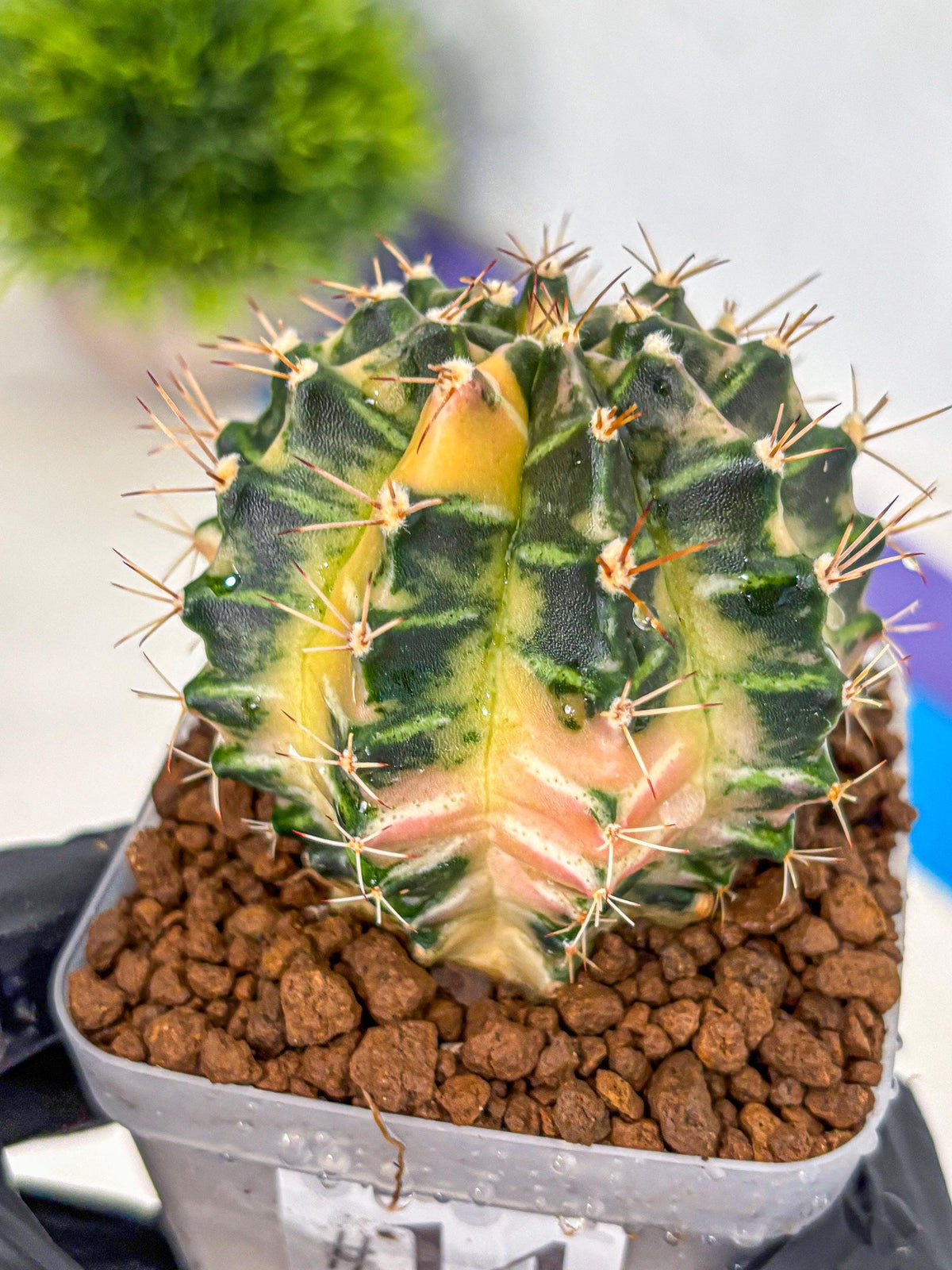 Gymnocalycium Dragon Egg (gy23) (14) | Hybrid