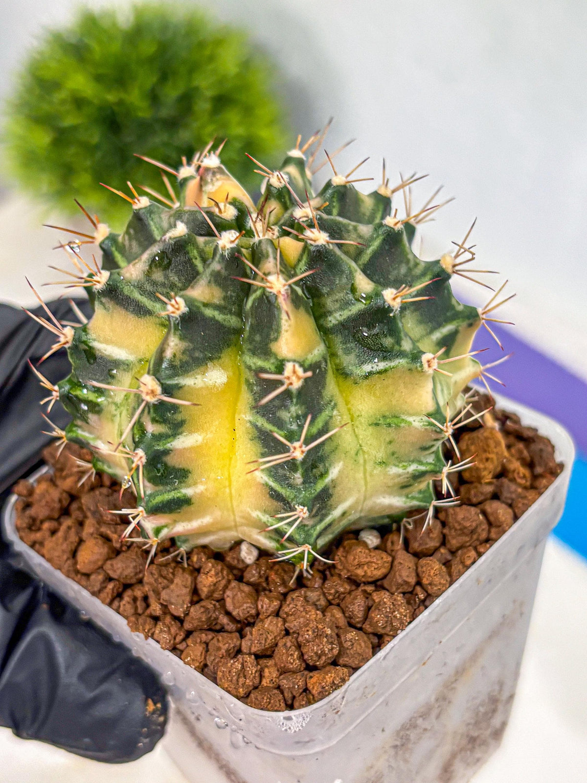 Gymnocalycium Dragon Egg (gy23) (14) | Hybrid
