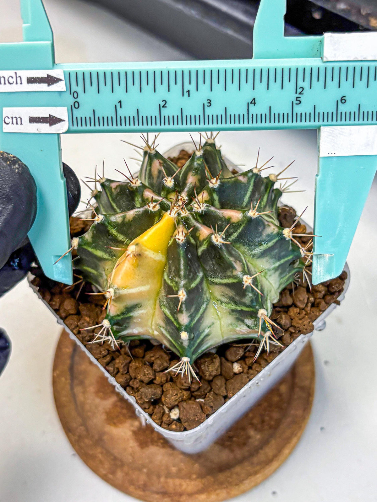 Gymnocalycium Dragon Egg (gy23) (15) | Hybrid