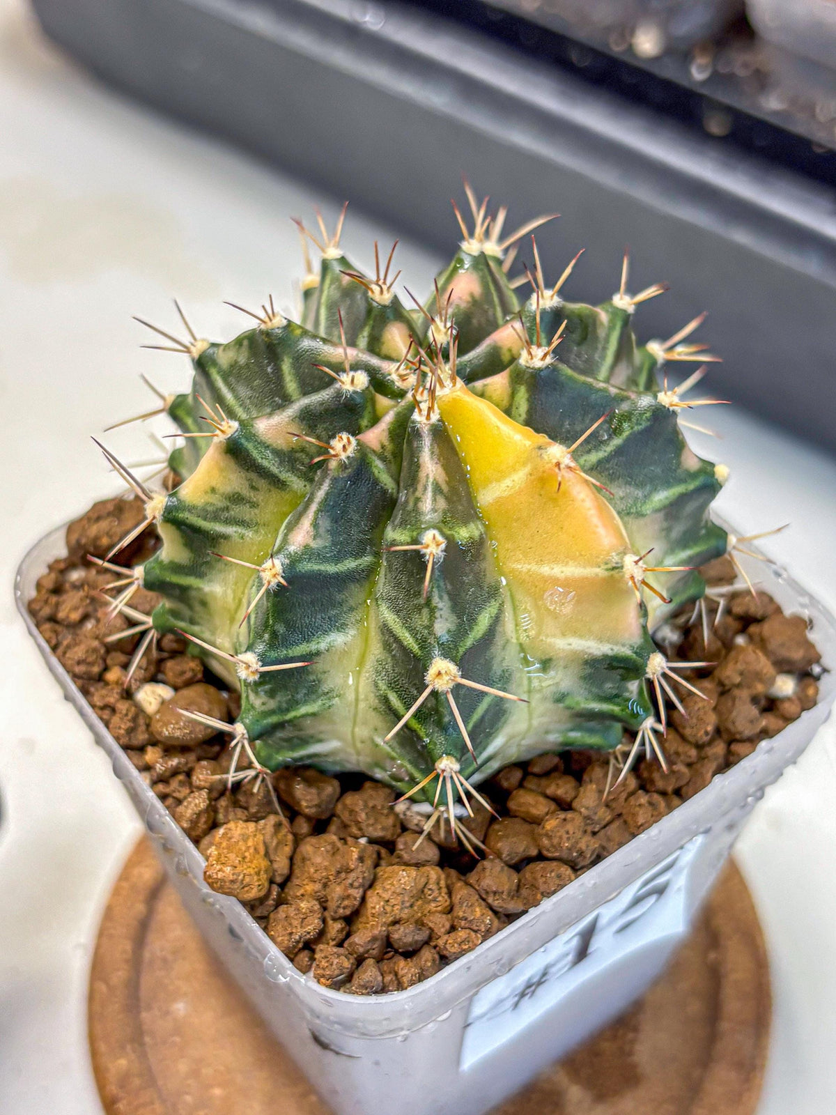Gymnocalycium Dragon Egg (gy23) (15) | Hybrid