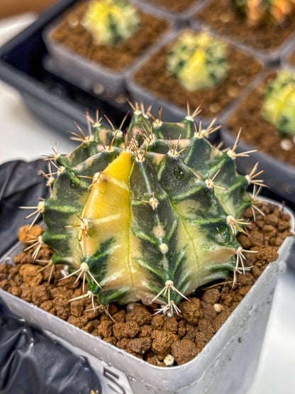 Gymnocalycium Dragon Egg (gy23) (15) | Hybrid