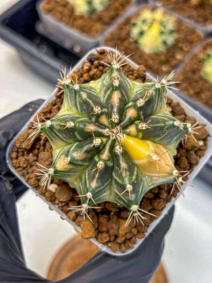 Gymnocalycium Dragon Egg (gy23) (15) | Hybrid