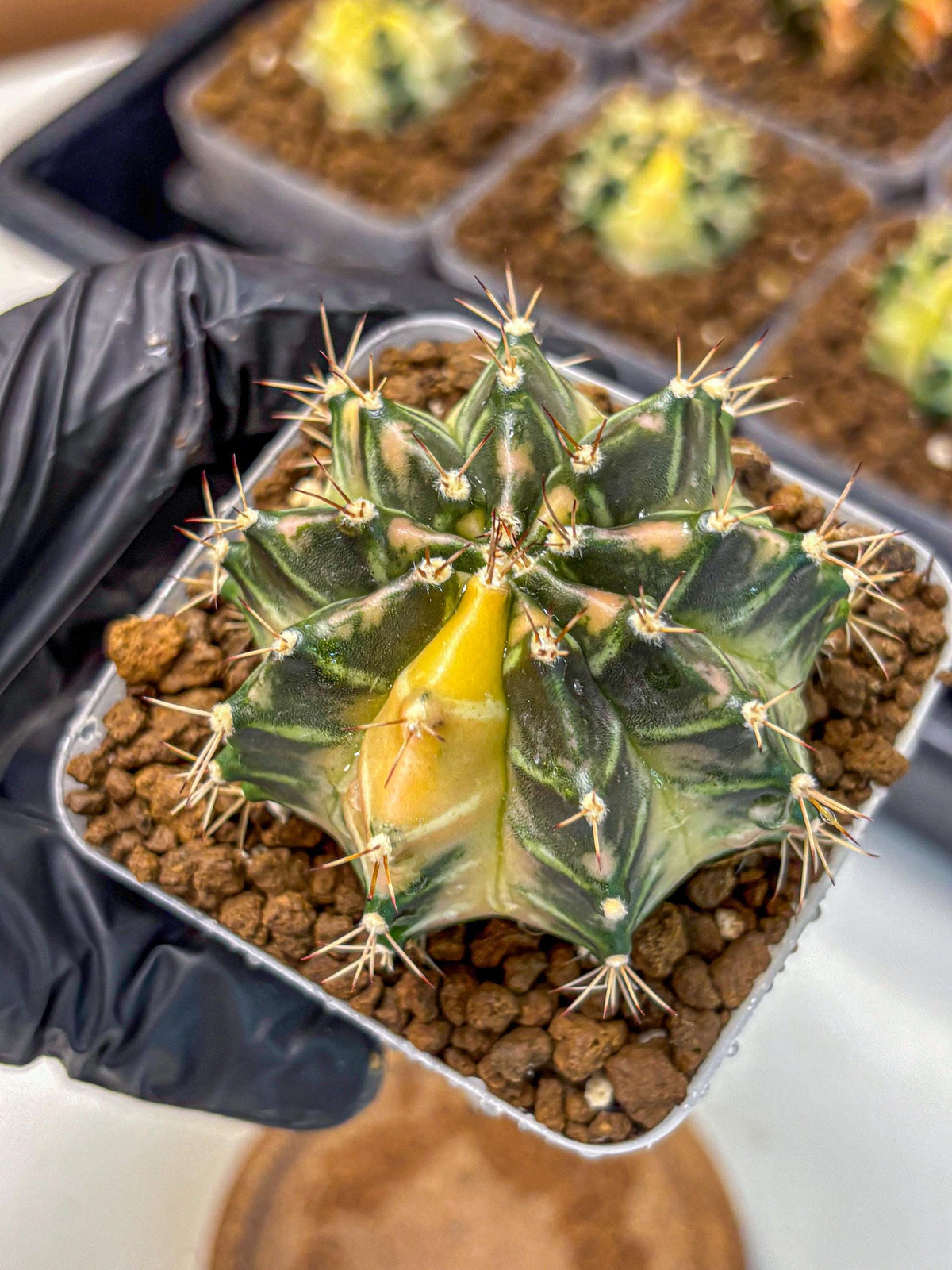 Gymnocalycium Dragon Egg (gy23) (15) | Hybrid