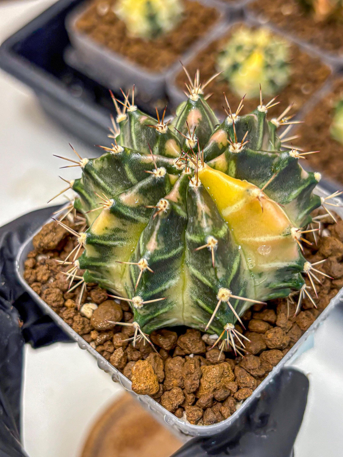 Gymnocalycium Dragon Egg (gy23) (15) | Hybrid