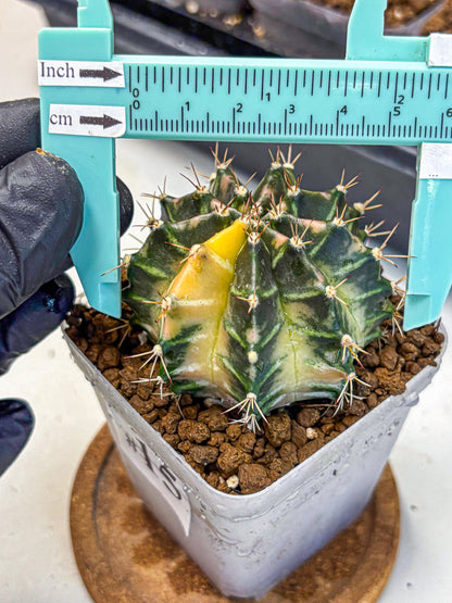 Gymnocalycium Dragon Egg (gy23) (15) | Hybrid