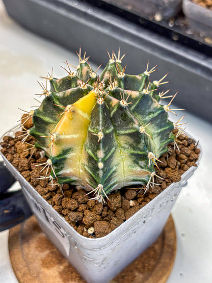 Gymnocalycium Dragon Egg (gy23) (15) | Hybrid