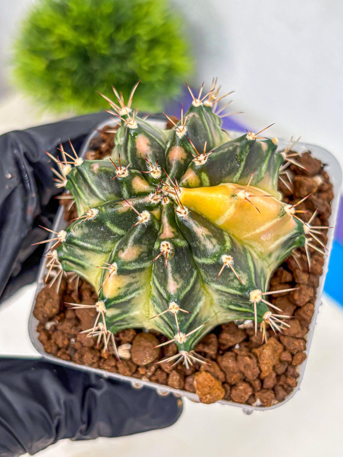Gymnocalycium Dragon Egg (gy23) (15) | Hybrid