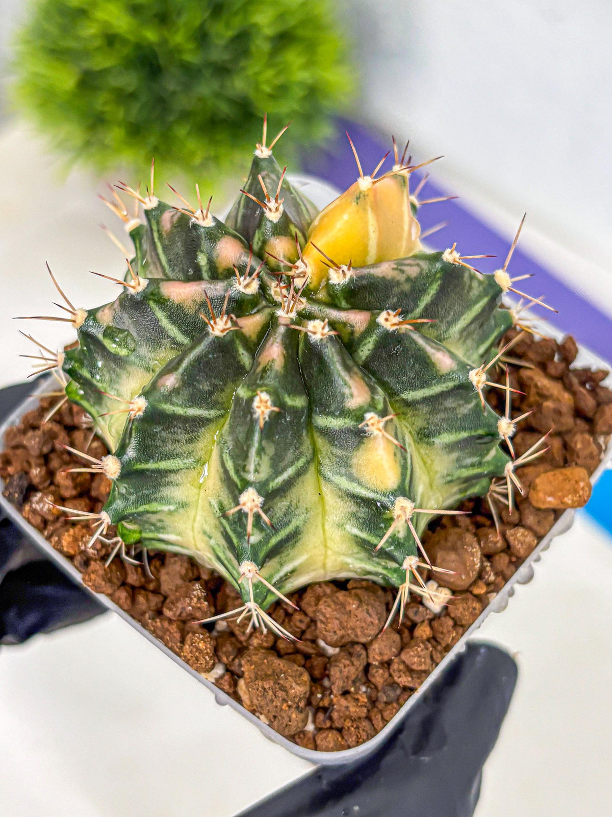 Gymnocalycium Dragon Egg (gy23) (15) | Hybrid