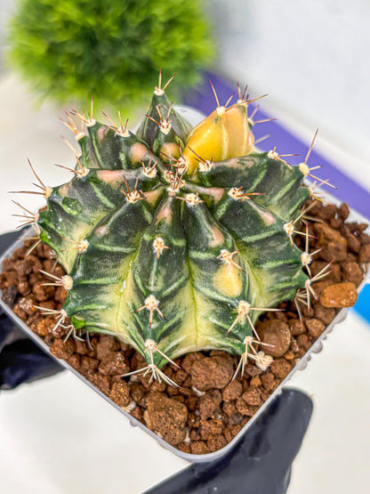 Gymnocalycium Dragon Egg (gy23) (15) | Hybrid