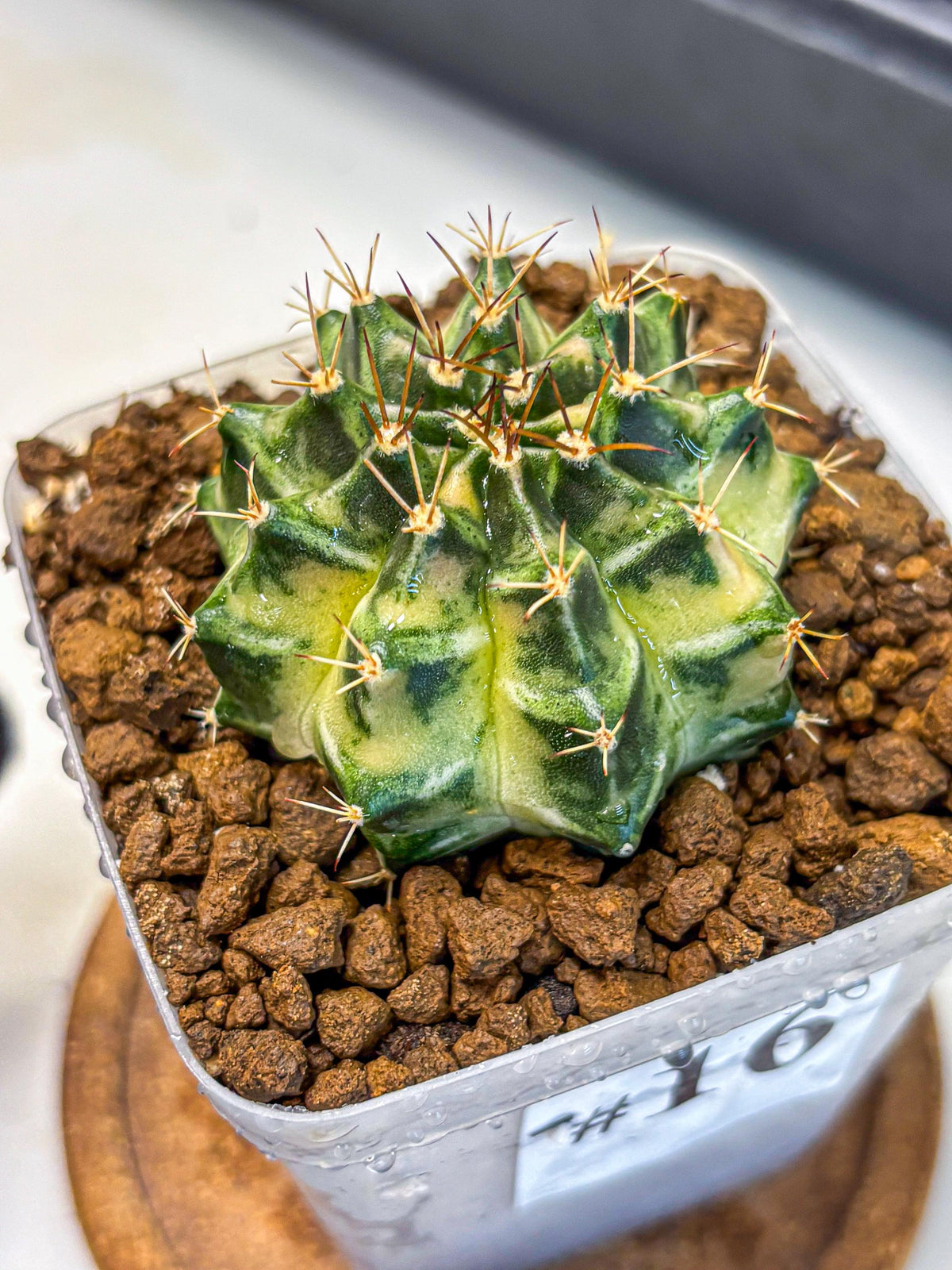 Gymnocalycium Dragon Egg (gy23) (16) | Hybrid