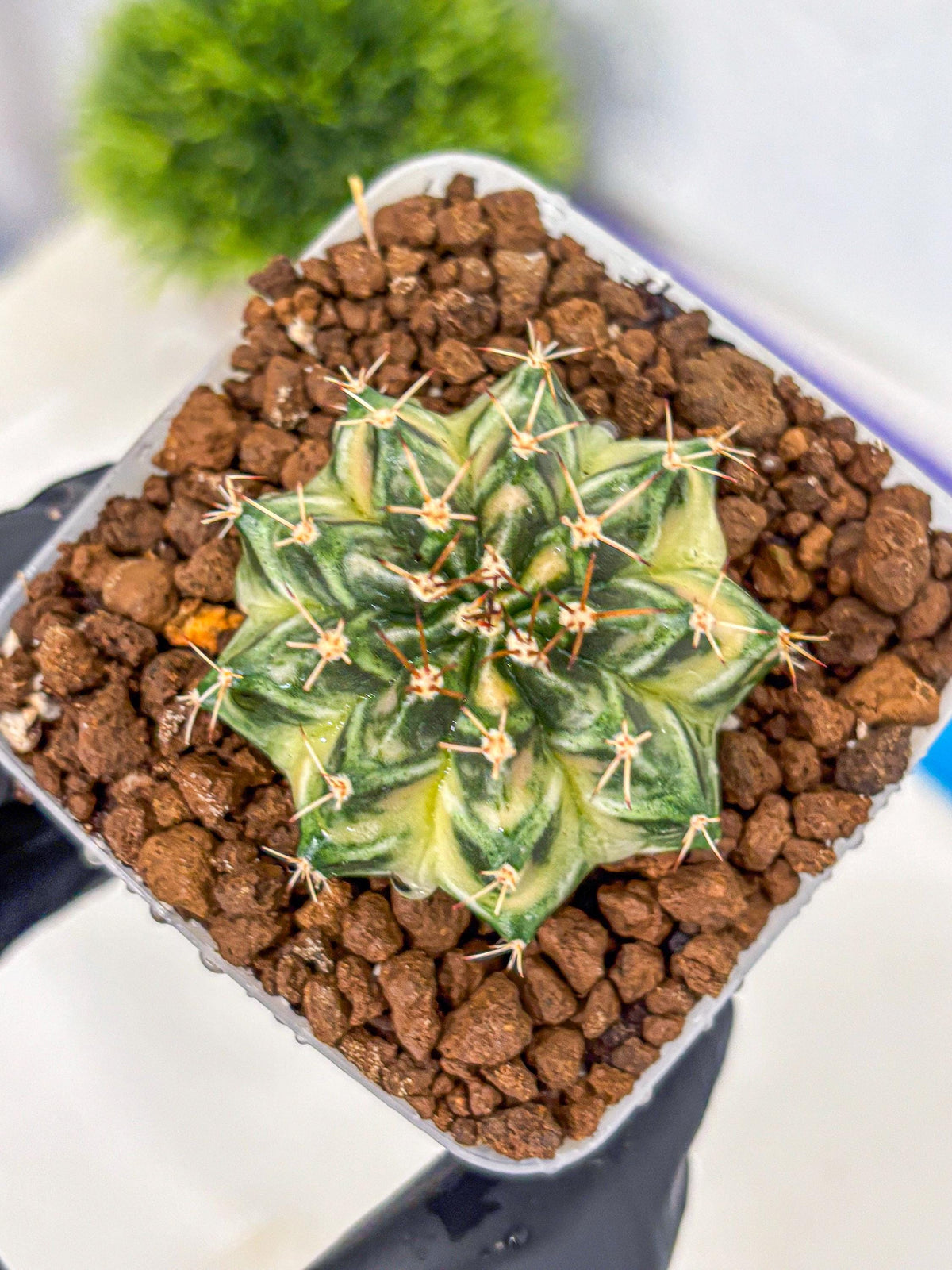 Gymnocalycium Dragon Egg (gy23) (16) | Hybrid