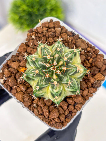 Gymnocalycium Dragon Egg (gy23) (16) | Hybrid