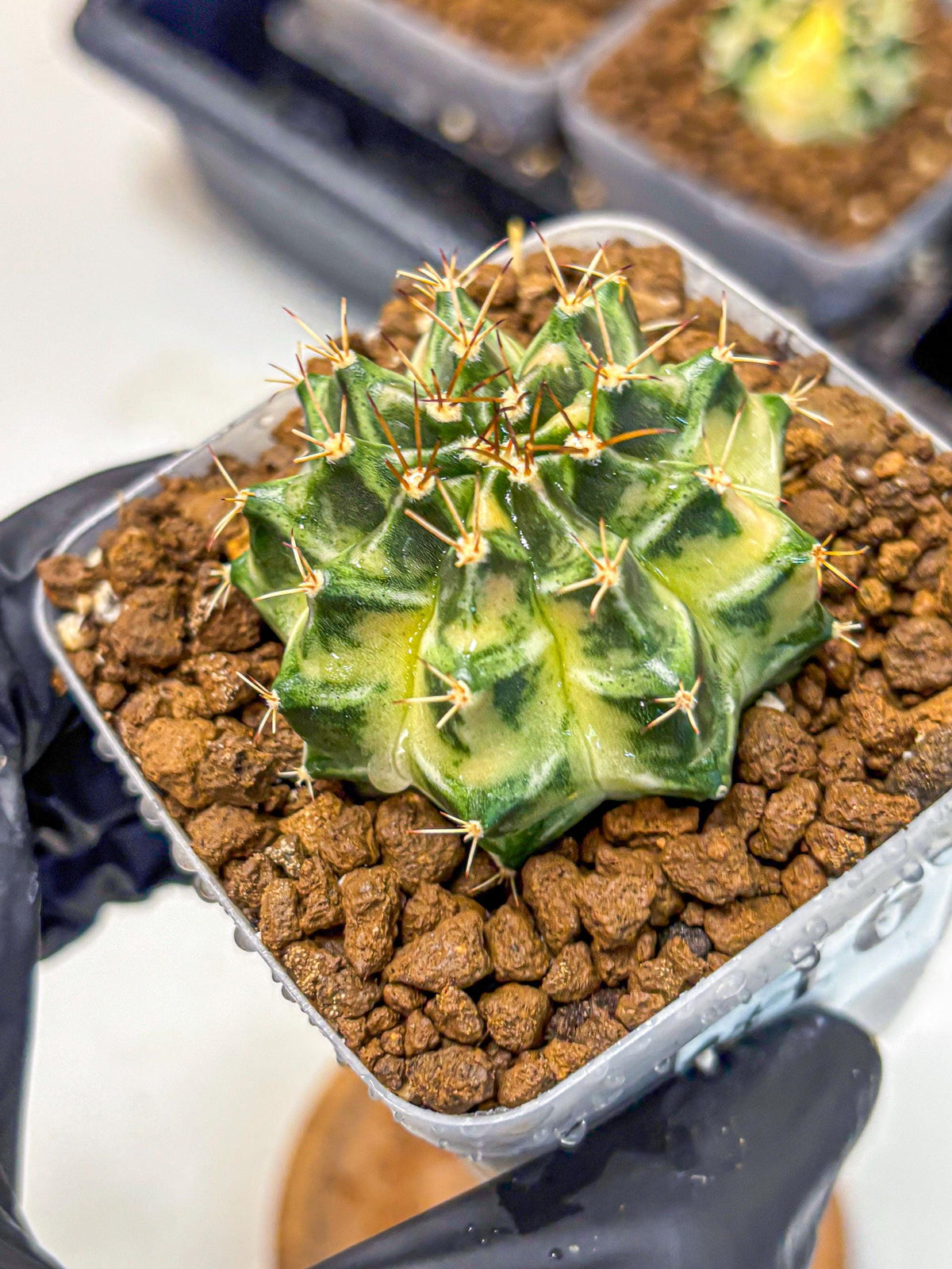 Gymnocalycium Dragon Egg (gy23) (16) | Hybrid