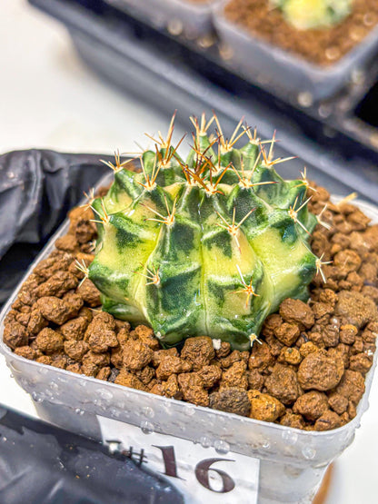 Gymnocalycium Dragon Egg (gy23) (16) | Hybrid