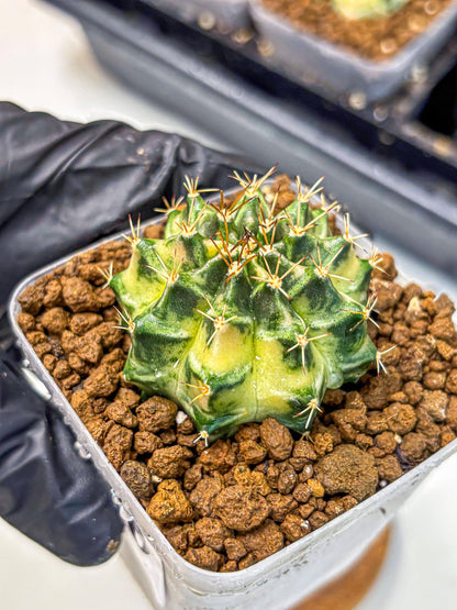 Gymnocalycium Dragon Egg (gy23) (16) | Hybrid