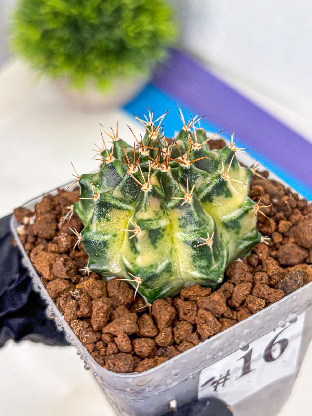 Gymnocalycium Dragon Egg (gy23) (16) | Hybrid