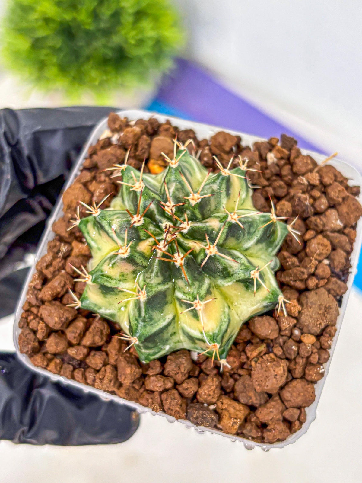 Gymnocalycium Dragon Egg (gy23) (16) | Hybrid