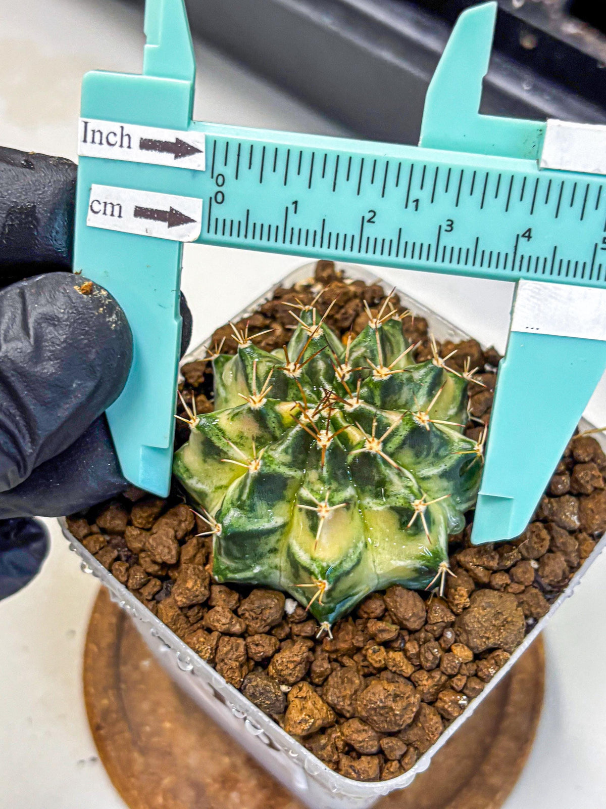 Gymnocalycium Dragon Egg (gy23) (16) | Hybrid