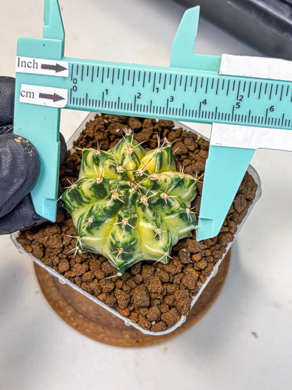 Gymnocalycium Dragon Egg (gy23) (17) | Hybrid