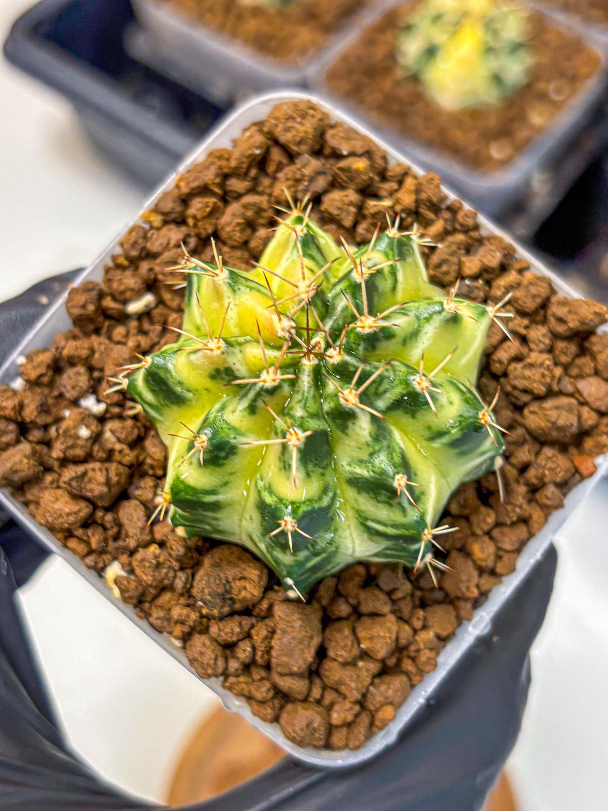 Gymnocalycium Dragon Egg (gy23) (17) | Hybrid